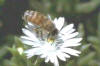 Bee Keeping researchs