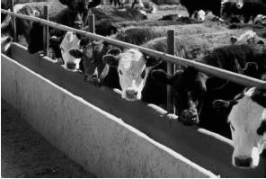 Feeding Beef Cattle