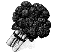 Broccoli Production