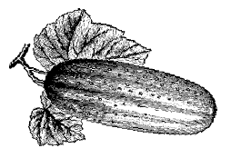 Cucumber Production