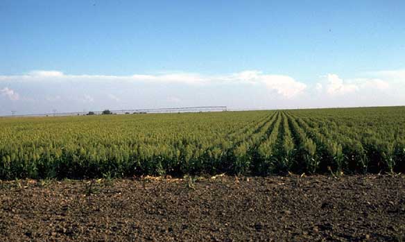 Field of sorghum 