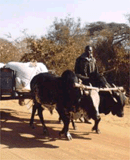 Bringing Chickpeas to Market