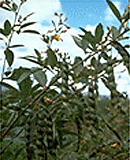 Pigeonpea Ready for Harvest